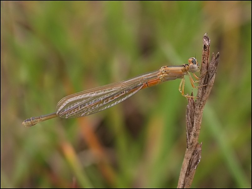 2007-08-18_Tengere_grasjuffer_v_-_Zuidlaardermeer, zuidoever_2.jpg